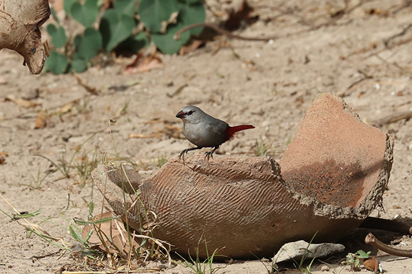 Lavender Waxbill
